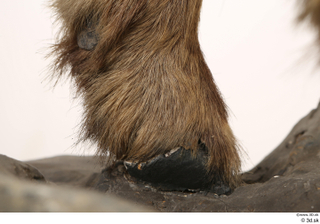 Alpine chamois Rupicapra rupicapra foot hoof leg 0010.jpg